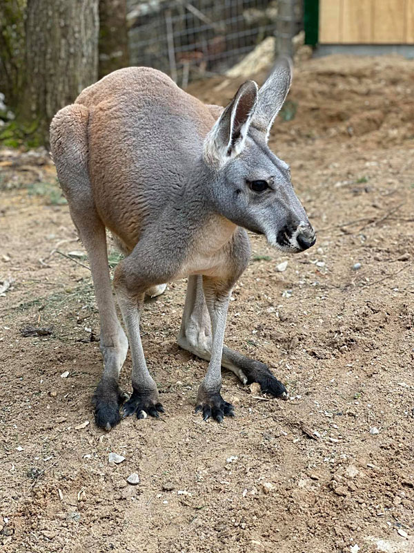  Red Kangaroo at GarLyn Zoo